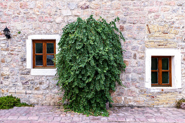 Old Stone Wall with Wooden Windows and Central Green Shrub