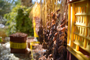 Rows of Tunisian dates hanging to dry naturally under the sun in the oasis of Tozeur. The scene highlights the traditional harvesting and drying process in North African