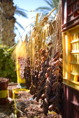 Rows of Tunisian dates hanging to dry naturally under the sun in the oasis of Tozeur. The scene highlights the traditional harvesting and drying process in North African.