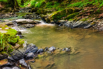 forest river in summer. water and rock in ravine. green stream flowing near lush trees through natural landscape of europe. scene in woodland of ukraine