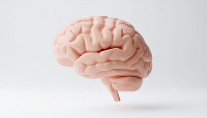 Anatomical model of human brain, floating over white backdrop, medical accuracy.