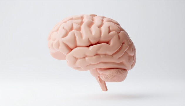 Anatomical model of human brain, floating over white backdrop, medical accuracy.