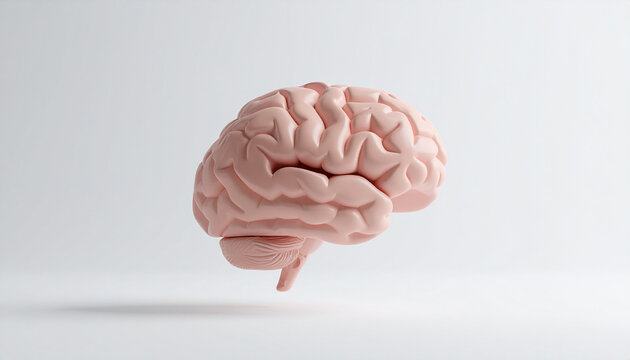 Anatomical model of human brain, floating over white backdrop, medical accuracy.