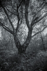 Monochrome magic forest. Artistic black and white forest scene. Fine art photo of a forest