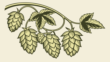 Vintage illustration of hops plant beer brewing ingredient botanical drawing hop cones hop leaves herbal design hand-drawn style nature illustration green color scheme organic element b.