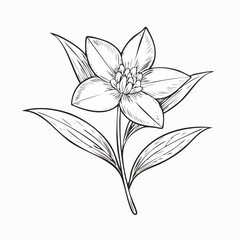 Fototapeta premium Single flower with leaves in outline style