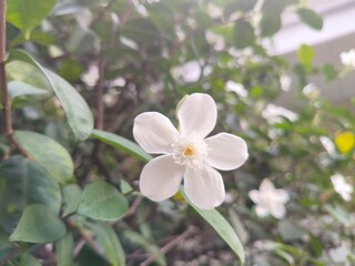 beautifull white flower of arabian jasmine sambac in close up view