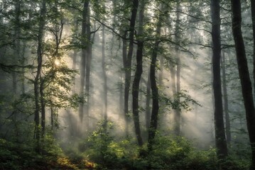 Fototapeta premium Sunlight streaming through misty forest trees on a foggy morning