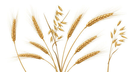 Fototapeta premium A detailed illustration of ripe wheat and oat stalks with golden grains isolated on white background