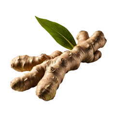 Fresh Ginger Root with a Green Leaf on a transparent background PNG  