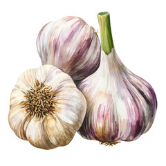 A trio of garlic bulbs on transparent background