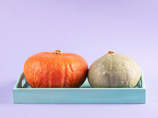 Colorful pumpkins on purple background on turquoise tray