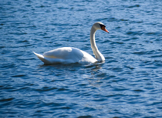 A single swan swimming in choppy blue water in bright sunlight