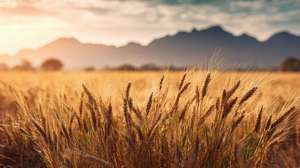 Obraz premium Golden wheat field under a sunset sky. Ears of wheat sway in the breeze, creating a picturesque rural scene, with a mountain range in the distance.