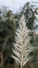 Closeup of a single white kash flower, showcasing the delicate beauty of nature in the autumn season, blurred background, soft focus