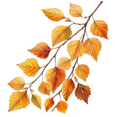 Autumn Birch Twig with Golden Leaves, Isolated PNG
