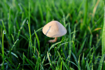 Mushroom picking time. Mushrooms in the forest. One mushroom in the green grass and dew. Autumn. Wallpaper. Dangerous food. Fall season.
