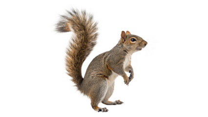 isolated on transparent background