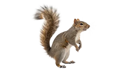 Fotobehang Eekhoorn isolated on transparent background  © Hanna