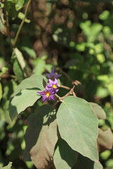 Closeup of Bitter Apple Nightshade flowers and foliage, Kenya Africa
