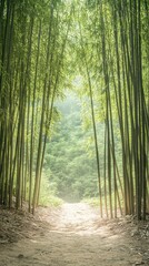 Fototapeta premium Path through a vibrant green bamboo forest with sunlight filtering through the stalks creating a serene and tranquil atmosphere, inviting peaceful moments.