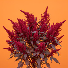Amaranthus caudatum (or Amaranthus paniculata) is a lush plant with numerous bright, burgundy-red inflorescences that resemble panicles or spikelets.