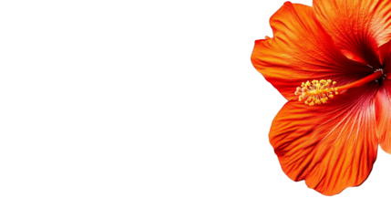 Vibrant orange flower against a transparent background showcasing delicate petals and natural beauty