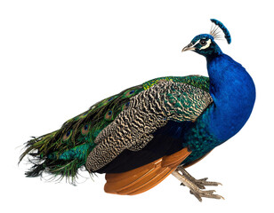 Vibrant peacock illustration isolated on transparent background for design use