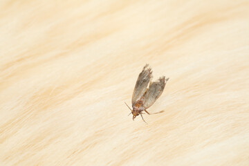 Common clothes moth (Tineola bisselliella) on light fur, closeup. Space for text