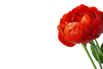 Vibrant red flower isolated on transparent background artistic floral composition