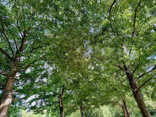 Beautiful tree with green leaves growing under blue sky, bottom view