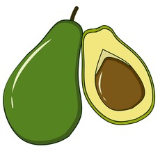 illustration of avocado