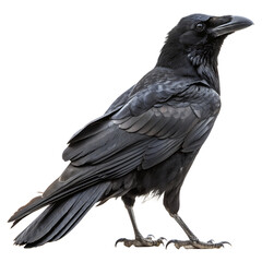 Fototapeta premium Large black crow bird isolated on a transparent background png