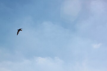 Bird flying freely in the clear blue sky on a sunny day. Blue sky background