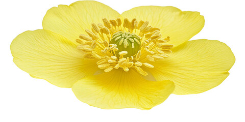 Yellow flower isolated on transparent background for design and decoration projects