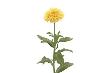Yellow flower on stem with green leaves isolated
