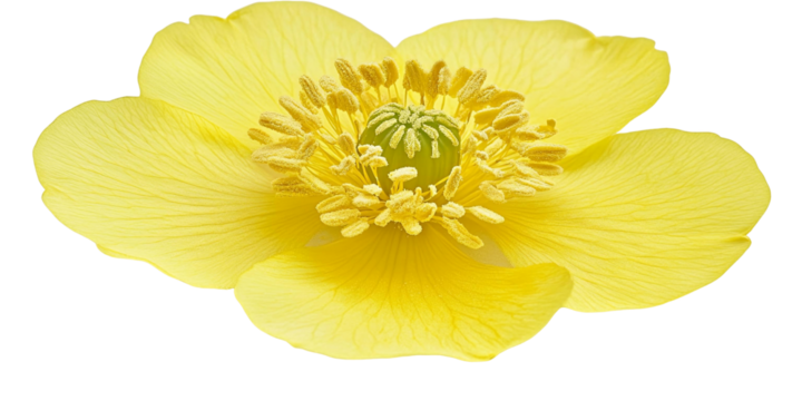 Yellow flower isolated on transparent background for design and decoration projects - Powered by Adobe