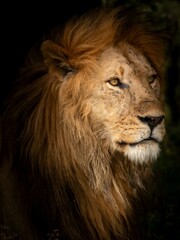 portrait of a male lion