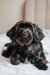 Adorable black dog at home