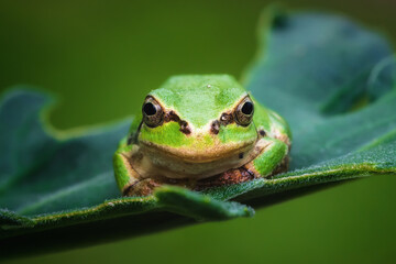 アマガエルとにらめっこ
