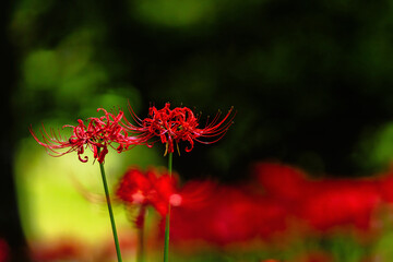妖艶な美しさで咲く彼岸花
