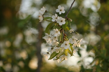 fiori di ciliegio al tramonto