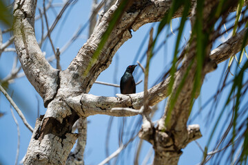 two asian glossy starling nesting on a thick thick, gnarled tree branch