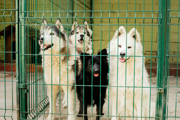 Behind the emerald gates, a fluffy canine quartet celebrates National Dog Day and the mystical beauty of Sled Dog Reunion