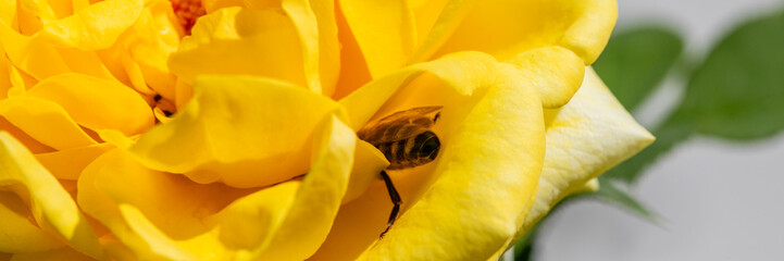 Buzzing bee nestled in sunshine-yellow rose petal, nature's serenade for World Bee Day, spring's fragrant revelry