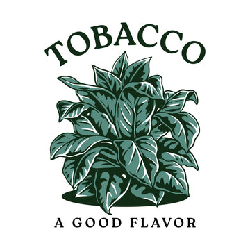 Vintage Vector Illustration of Premium Tobacco Plant with Lush Green Leaves, Finest Flavor Botanical Drawing for Organic Farm, Cigarette Label, or Classic Packaging Design