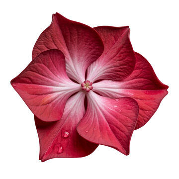 red Hydrangea flower isolated on white background 
