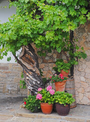Old creeper and potted flowers