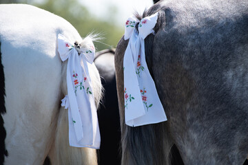Geschm&uuml;ckte Pferde beim sorbischen Osterreiten in der Lausitz. Traditionelle wei&szlig;e Schleifen mit Stickereien symbolisieren Glaube, Reinheit und Brauchtum.