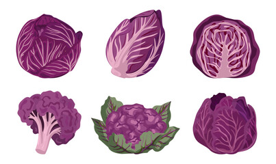 Cabbage of different purple varieties. Cauliflower, red cabbage, Chinese cabbage, and broccoli. Vector illustration on a white background.